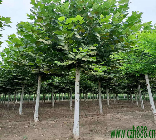 法桐的栽種和養護方法  法桐移栽方法