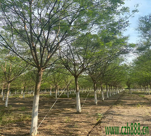 國槐的養植方法  國槐養植的注意事項