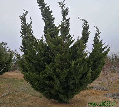 龍柏什么時間剪枝？ 龍柏的剪枝時間