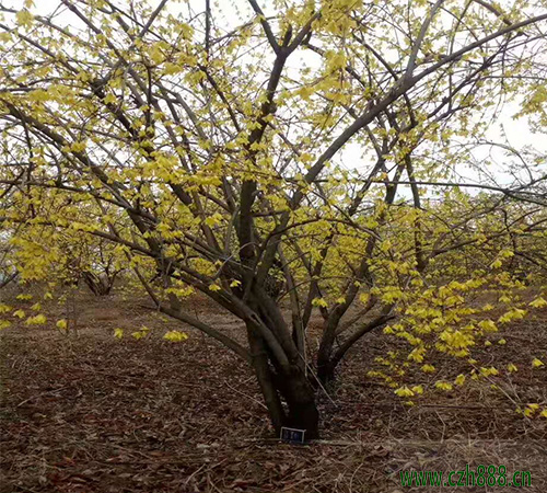 連翹一般幾月份追肥比較好？