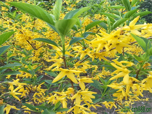 連翹開花為什么不結果？一起來看看
