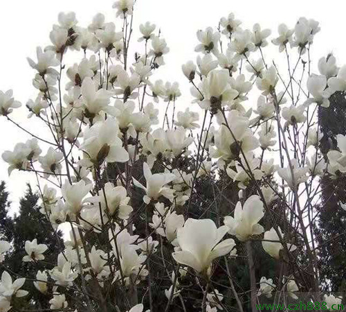 白玉蘭花需不需要剪枝修葉？