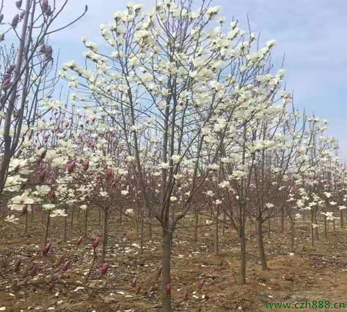 家里門前種白玉蘭樹好不好？