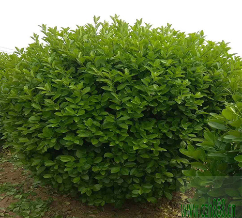 黃楊適不適合在家里養殖？看看這些細節