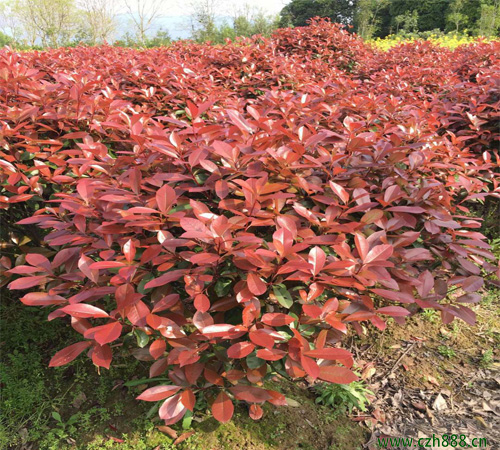 紅葉石楠樹種植細(xì)節(jié)介紹