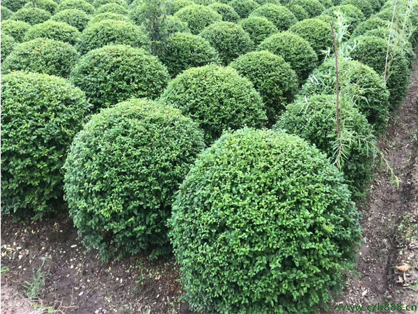 小葉女貞一般什么時候開花？