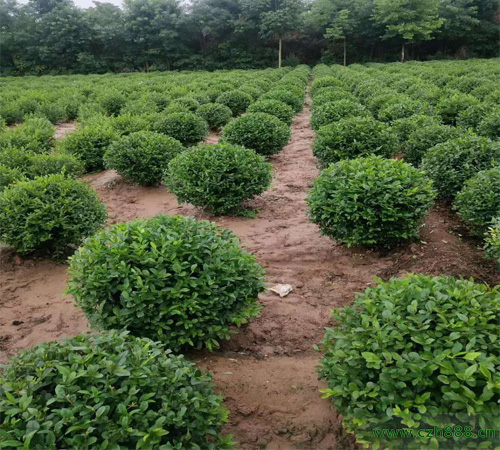 小葉女貞一般什么時候開花？