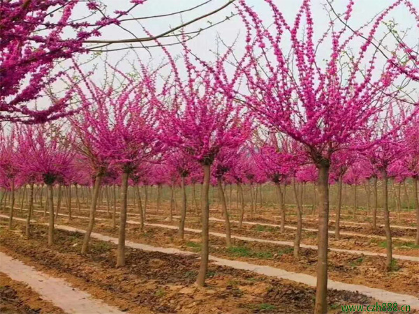 紫荊的養植方法和留意事項 紫荊在生長中要按時修剪