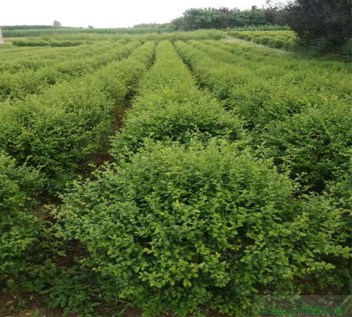 小葉女貞的種植方法  小葉女貞種植要求