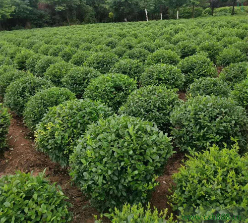 小葉女貞的種植方法  小葉女貞種植要求