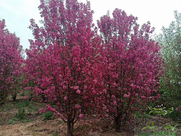 海棠的生長(zhǎng)過(guò)程 海棠的生長(zhǎng)受哪些影響？