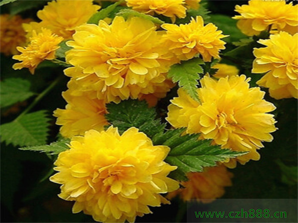 棣棠的耐熱性如何？ 棣棠的生長溫度