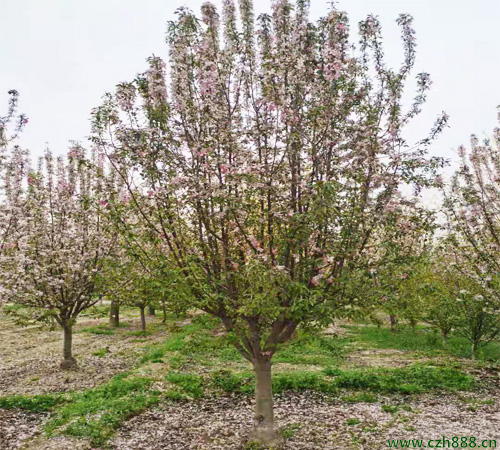 北美海棠怎么培養？ 關于培養北美海棠的一些建議