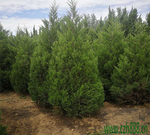 塔柏養(yǎng)植的注意事項(xiàng)有哪些？ 塔柏養(yǎng)植方法