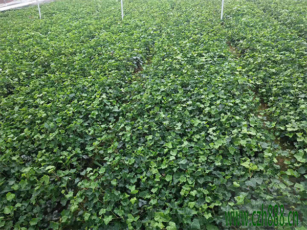 常青藤適合什么肥料？ 常青藤的肥料有哪些種類？