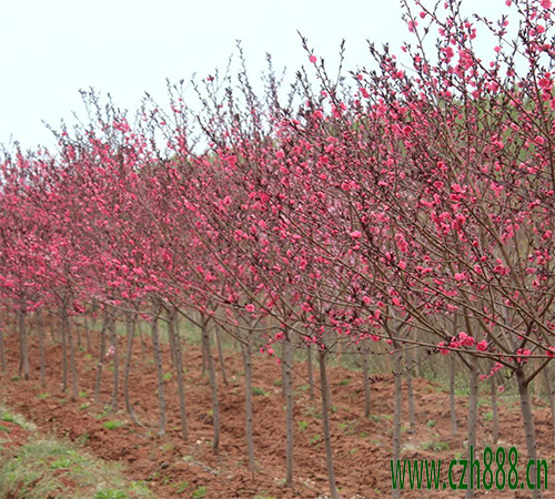 紅葉碧桃的開花時間 紅葉碧桃如何養護