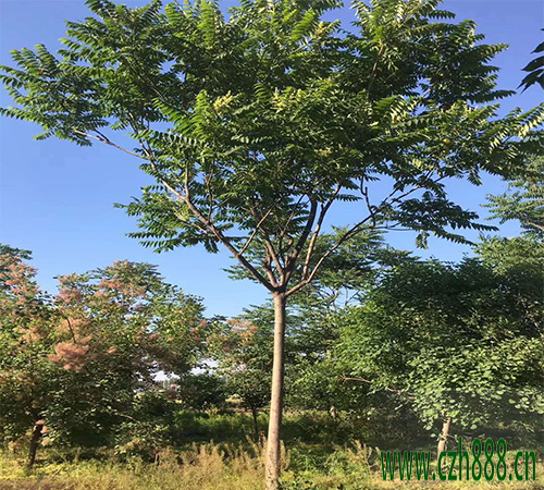 臭椿的養植方法和注意事項 臭椿有藥用價值嗎？