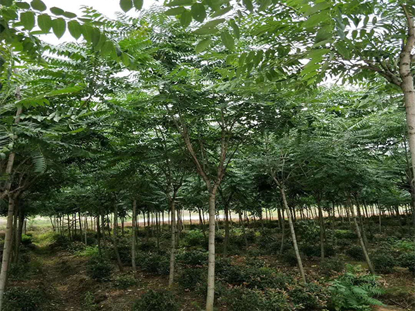 臭椿的養植方法和注意事項 臭椿有藥用價值嗎？