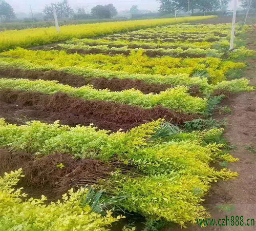 金葉女貞是喜陰植物嗎？ 金葉女貞需要足夠的水份和肥料