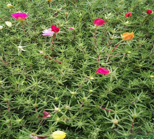 半枝蓮的種植辦法和注意事項 半枝蓮養護方法