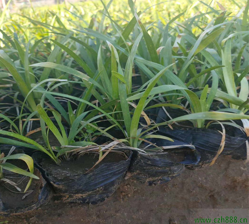 闊葉麥冬如何養(yǎng)殖？ 闊葉麥冬養(yǎng)植的注意事項