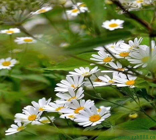 白晶菊什么時候種植比較好？