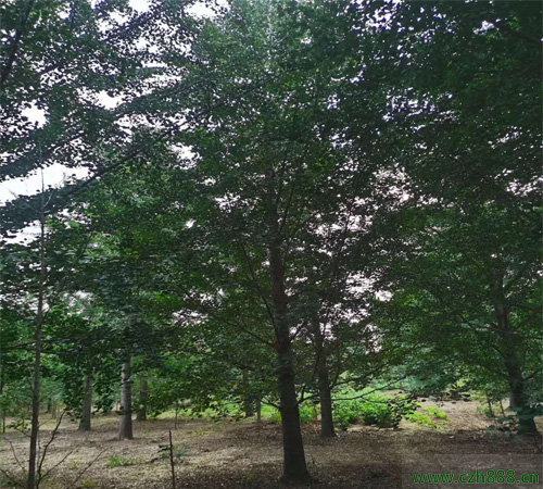 水杉樹的生長環境有哪些要求？