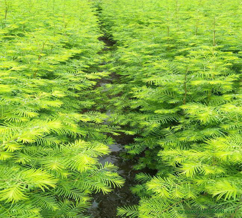 水杉樹苗的種植方法介紹，一起來看看
