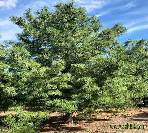 華山松的種植方法和注意事項 華山松的生長環境要求
