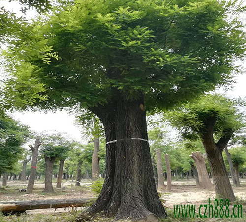 國槐的生長環境  國槐的成長特征