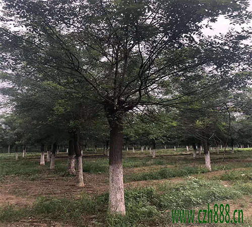 國槐的生長環境  國槐的成長特征