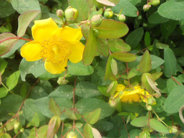 金絲梅的修剪方法 修剪金絲梅的注意事項