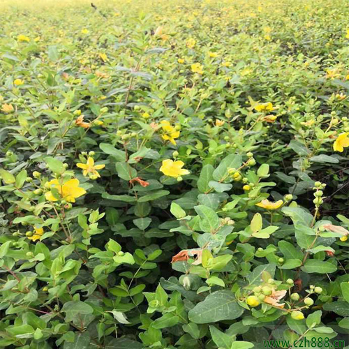 金絲梅的修剪方法 修剪金絲梅的注意事項