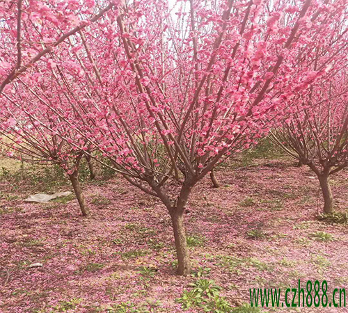 冬紅梅的養植方法和注意事項 冬紅梅修剪很重要