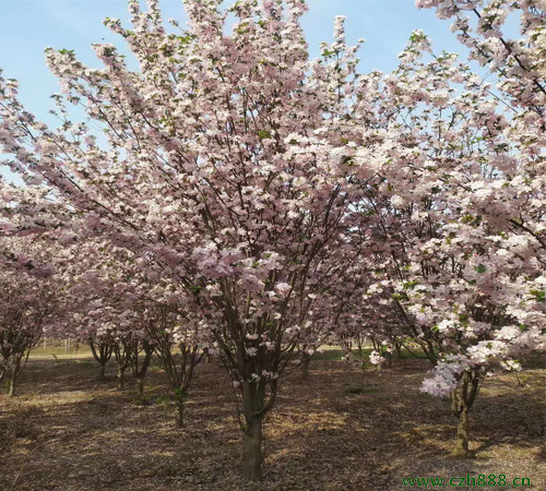 西府海棠如何修剪？ 西府海棠的修剪從哪方面進行？