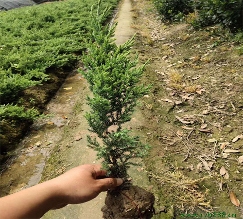 鋪地柏如何培育？ 鋪地柏的培育留心事項