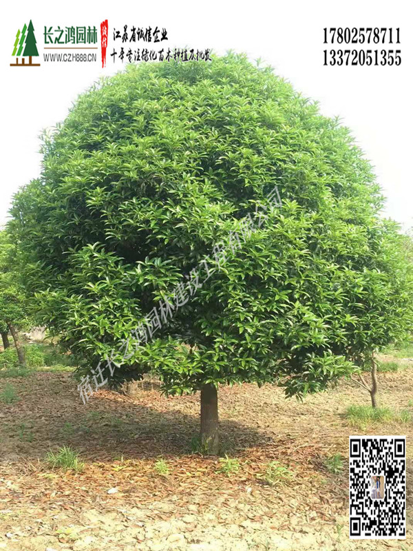 桂花如何培育？ 桂花的整形修剪