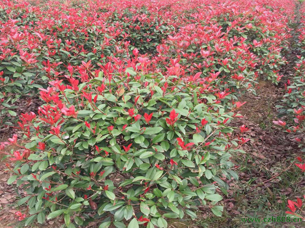 紅葉石楠扦插在什么季節進行？ 紅葉石楠扦插后的管理