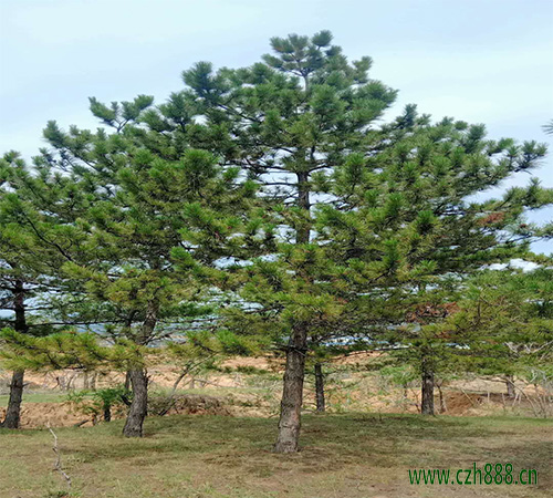 黑松盆景如何栽培？ 黑松盆景的修剪技巧