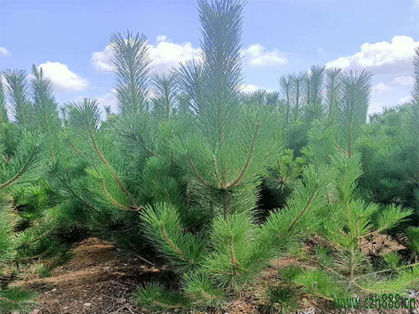 黑松盆景如何栽培？ 黑松盆景的修剪技巧