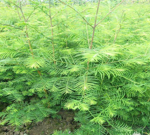 水杉如何養護？水杉家庭養法介紹