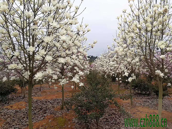 家里種植白玉蘭樹好不好？