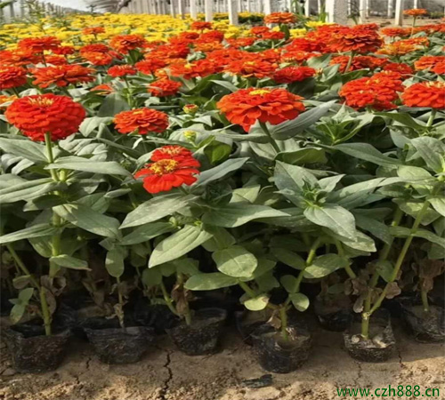 百日草一般什么時候開花？