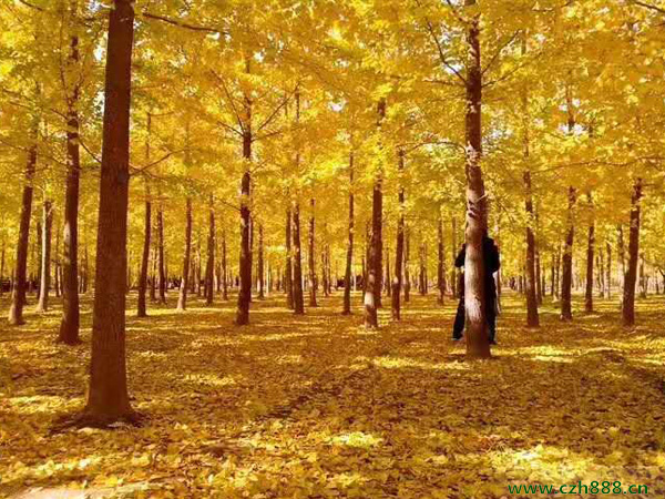 銀杏的病蟲害防治 銀杏枯葉蛾如何防治？