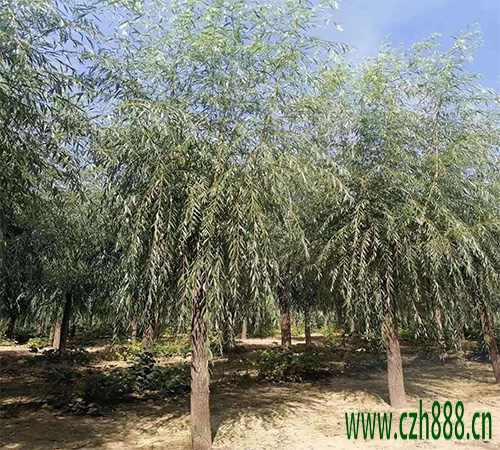 柳樹銹病的特征是什么？ 柳樹銹病的防治方法