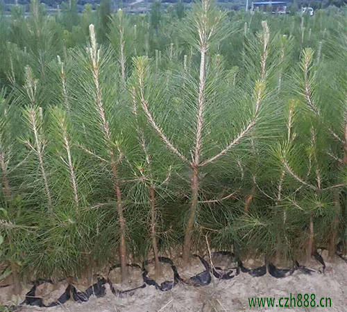 馬尾松有哪些病蟲(chóng)害？ 馬尾松病蟲(chóng)害防治方法