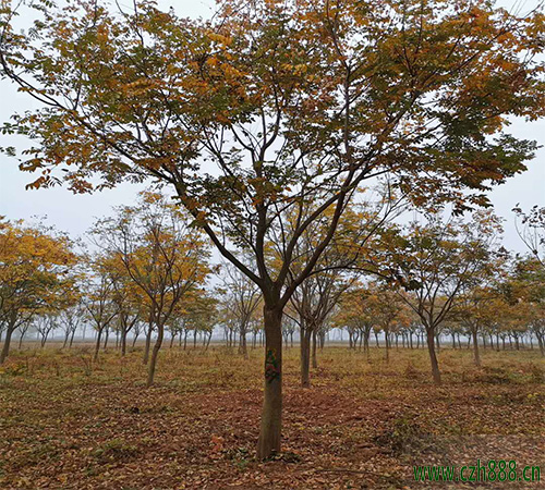 欒樹和復(fù)羽葉欒樹有什么區(qū)別？ 欒樹的生長(zhǎng)習(xí)性