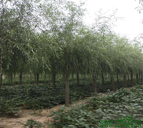 垂柳的柳刺皮癭螨病如何防治？ 垂柳病蟲害的危害有哪些？