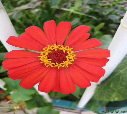 百日草一般幾月份開(kāi)花？