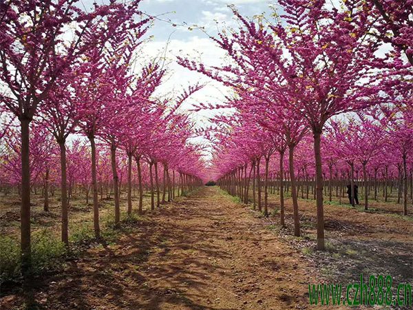 紫荊常見病蟲害有哪些？ 紫荊病蟲害防治辦法